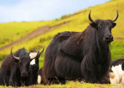 帕里牦牛，西藏日喀则特产帕里牦牛图文介绍