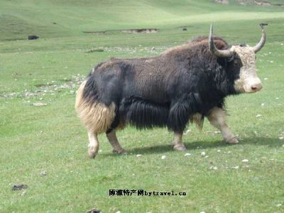 西藏高山牦牛，西藏阿里特产西藏高山牦牛图文介绍