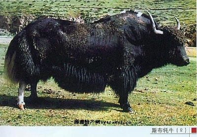 斯布牦牛，西藏拉萨特产斯布牦牛图文介绍