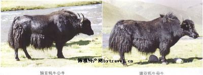 娘亚牦牛，西藏那曲特产娘亚牦牛图文介绍