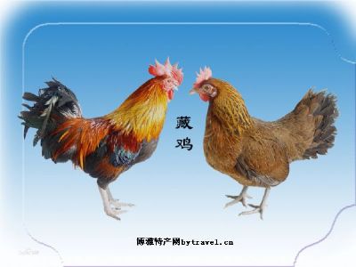 米林藏鸡，西藏林芝特产米林藏鸡图文介绍