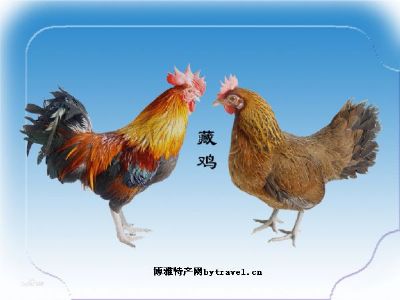 米林藏鸡,西藏林芝特产米林藏鸡图文介绍