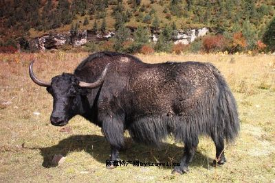 嘉黎牦牛，西藏那曲特产嘉黎牦牛图文介绍