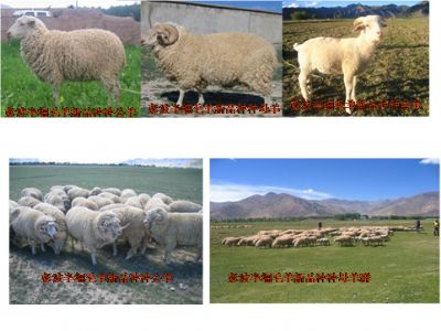 澎波半细毛羊,西藏拉萨特产澎波半细毛羊图文介绍