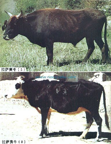 拉萨黄牛，西藏拉萨特产拉萨黄牛图文介绍