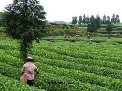 车门湾茶叶，浙江省台州特产车门湾茶叶图文介绍