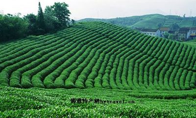 河姆渡茶叶，浙江省宁波特产河姆渡茶叶图文介绍