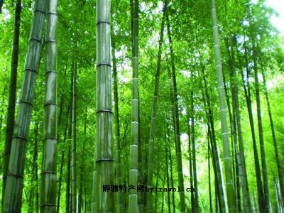 安吉毛竹,浙江省湖州特产安吉毛竹图文介绍