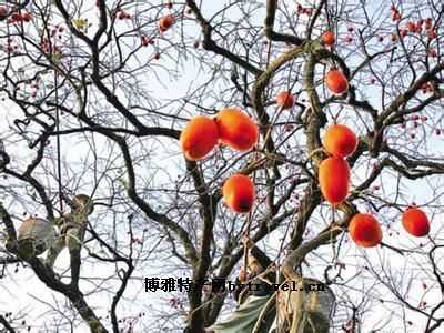 永嘉红柿，浙江省温州特产永嘉红柿图文介绍