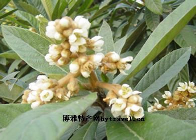 宁海白枇杷花茶,浙江省宁波特产宁海白枇杷花茶图文介绍