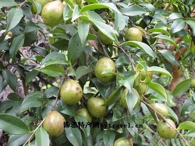 青田油茶图文介绍