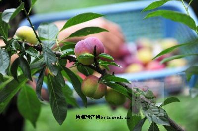 新丰槜李,浙江省嘉兴特产新丰槜李图文介绍