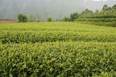 章镇茶叶，浙江省绍兴特产章镇茶叶图文介绍