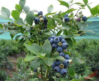 君林蓝莓，浙江省台州特产君林蓝莓图文介绍