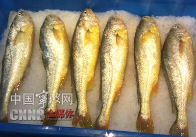 宁波岱衢族大黄鱼,浙江省宁波特产宁波岱衢族大黄鱼图文介绍