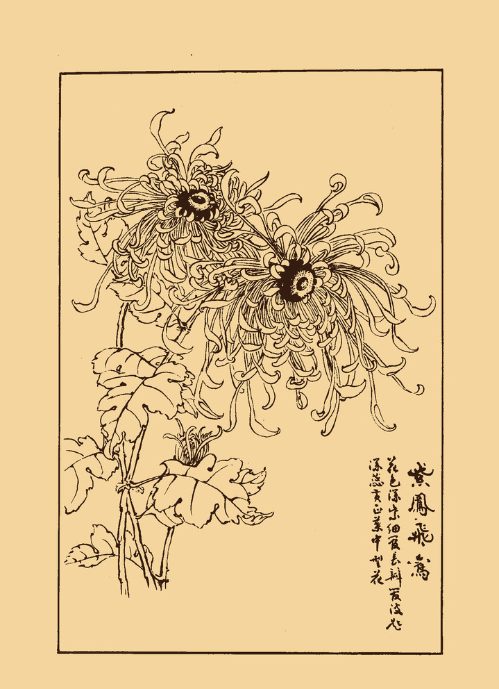 菊花简笔画素材