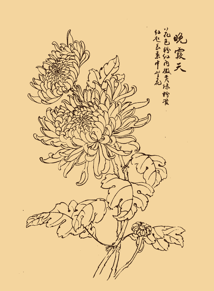 菊花简笔画