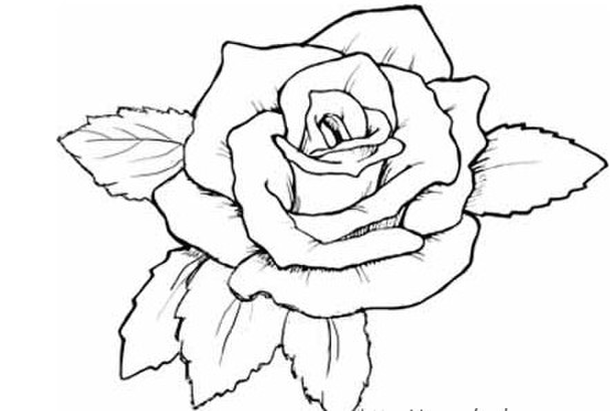 玫瑰花朵简笔画图片