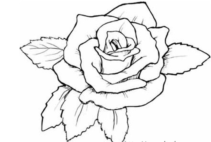 玫瑰花朵简笔画图片