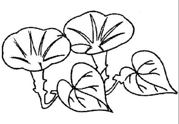 牵牛花花朵简笔画